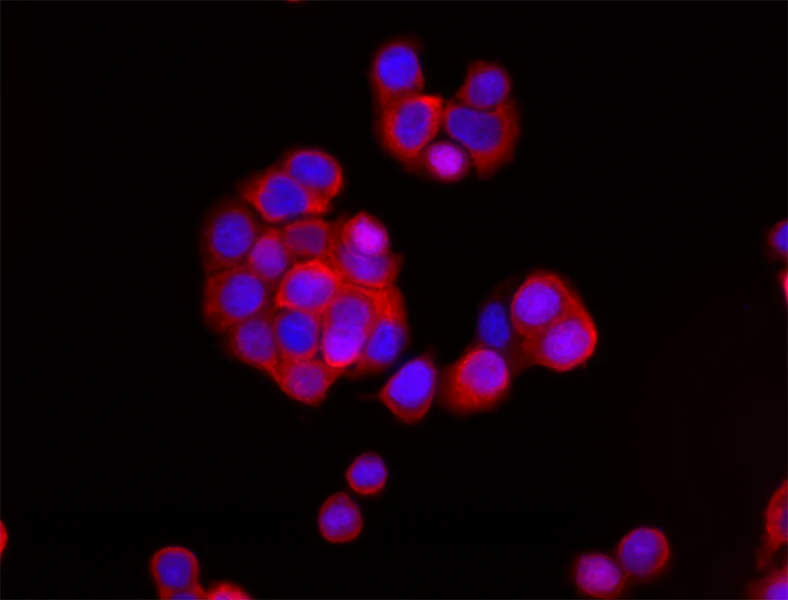 Alexa Fluor® 594 anti-human CD324 (E-Cadherin) - Image 3