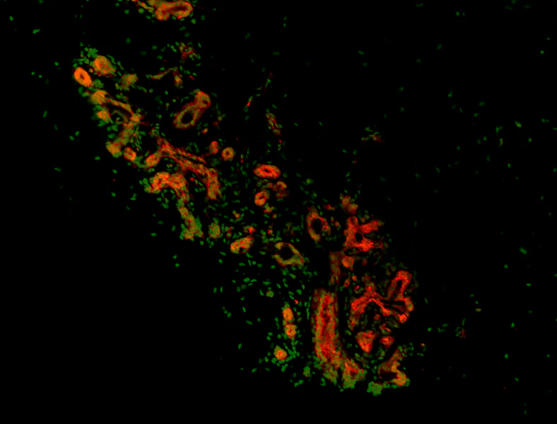 Alexa Fluor® 594 anti-human CD44 - Image 2