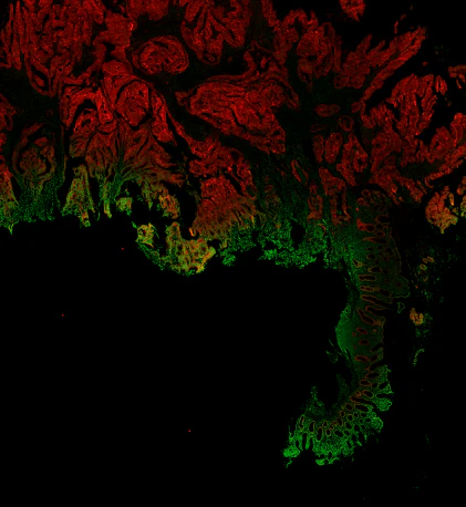 Alexa Fluor® 594 anti-human CD44 variant 9 (CD44v9)