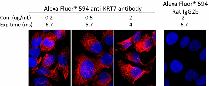 Alexa Fluor® 594 anti-human Cytokeratin 7 - Image 2