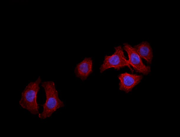 Alexa Fluor® 594 anti-human EGFR