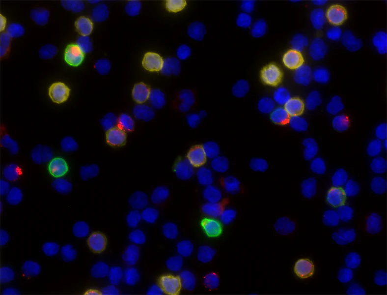 Alexa Fluor® 594 anti-human Granzyme A - Image 2