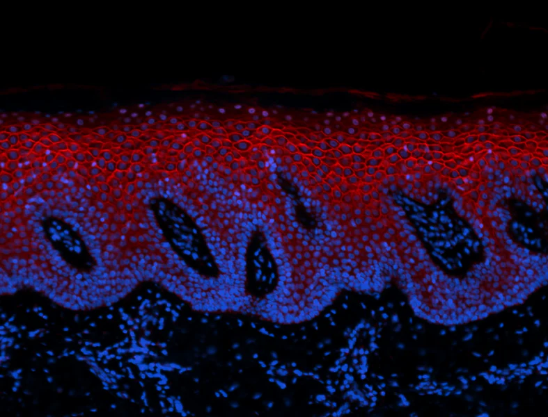 Alexa Fluor® 594 anti-human LYPD3