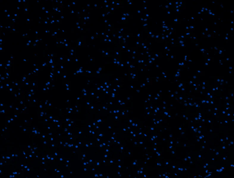 Alexa Fluor® 594 anti-human LYPD3 - Image 2