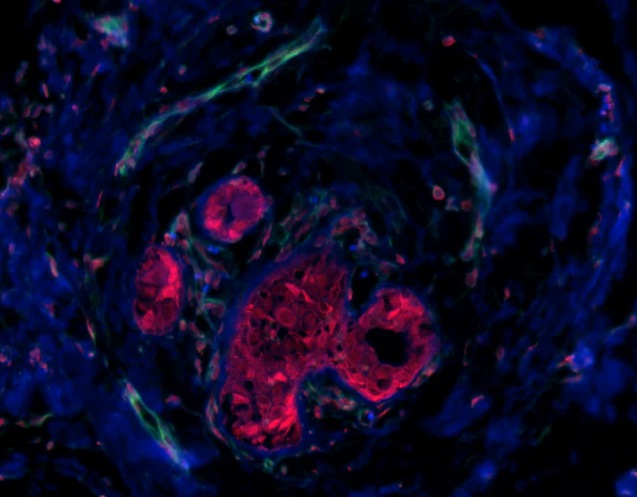 Alexa Fluor® 594 anti-human Podoplanin