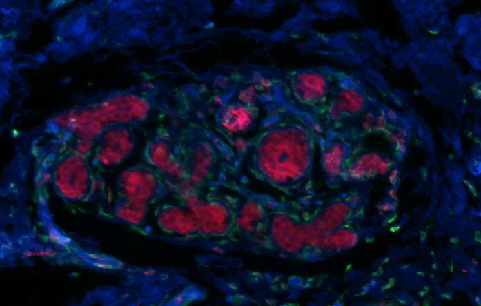 Alexa Fluor® 594 anti-human Podoplanin - Image 2