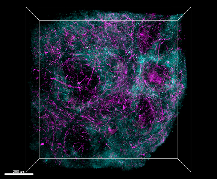 Alexa Fluor® 594 anti-mouse CD172a (SIRPα) - Image 2
