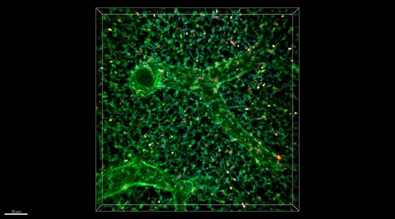 Alexa Fluor® 594 anti-mouse CD45 - Image 3