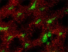 Alexa Fluor® 594 anti-mouse Galectin-9