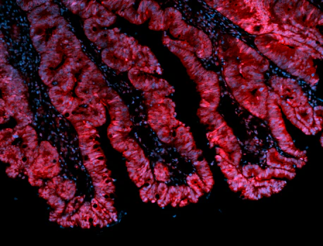 Alexa Fluor® 594 anti-mouse/human CD324 (E-Cadherin) - Image 2
