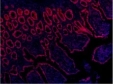 Alexa Fluor® 594 anti-mouse/human CD44 - Image 3
