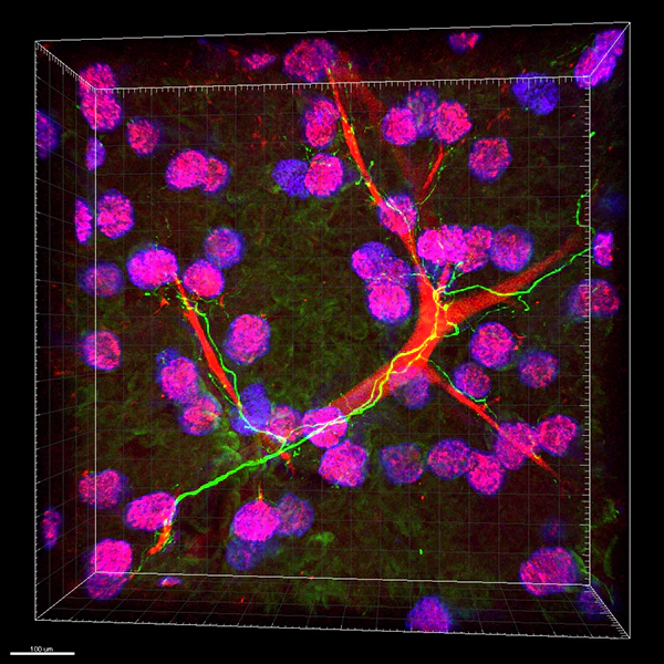 Alexa Fluor® 594 anti-mouse Podoplanin - Image 2