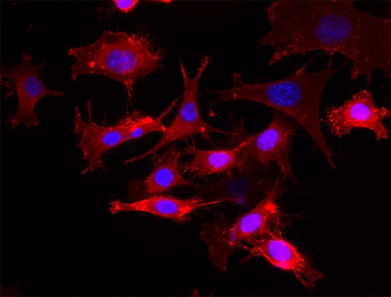 Alexa Fluor® 594 anti-mouse Podoplanin