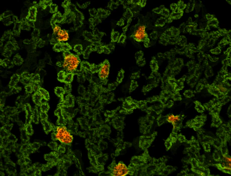 Alexa Fluor® 594 anti-mouse Podoplanin - Image 2