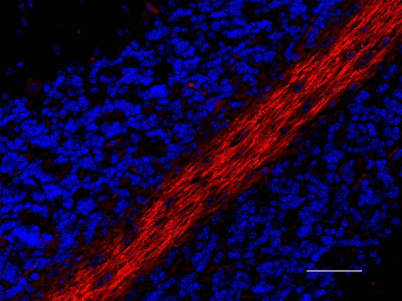 Alexa Fluor® 594 anti-Myelin Basic Protein - Image 2