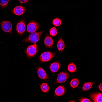 Alexa Fluor® 594 anti-Nuclear Pore Complex Proteins