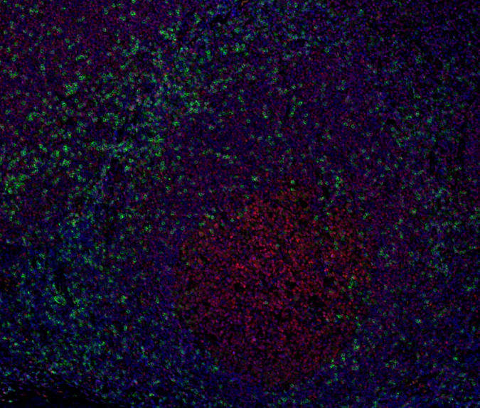 Alexa Fluor® 594 anti-PARP - Image 2