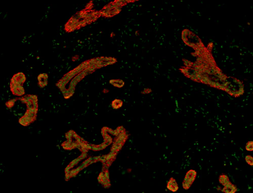 Alexa Fluor® 594 anti-Podoplanin (Lymphatic Endothelial Marker)