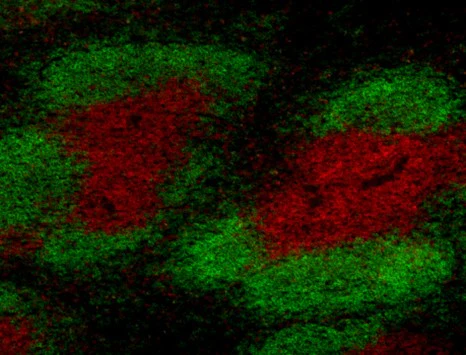 Alexa Fluor® 594 anti-rat IgG2b