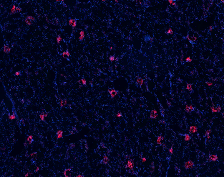 Alexa Fluor® 594 anti-rat Podoplanin