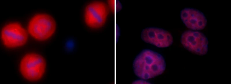 Alexa Fluor® 594 anti-STAT1 Phospho (Ser727)