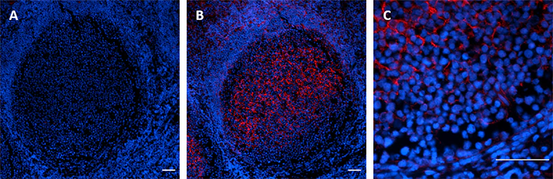 Alexa Fluor® 594 anti-TMEM119 (Extracellular)