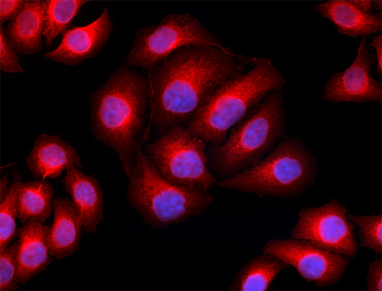 Alexa Fluor® 594 anti-Tubulin-α