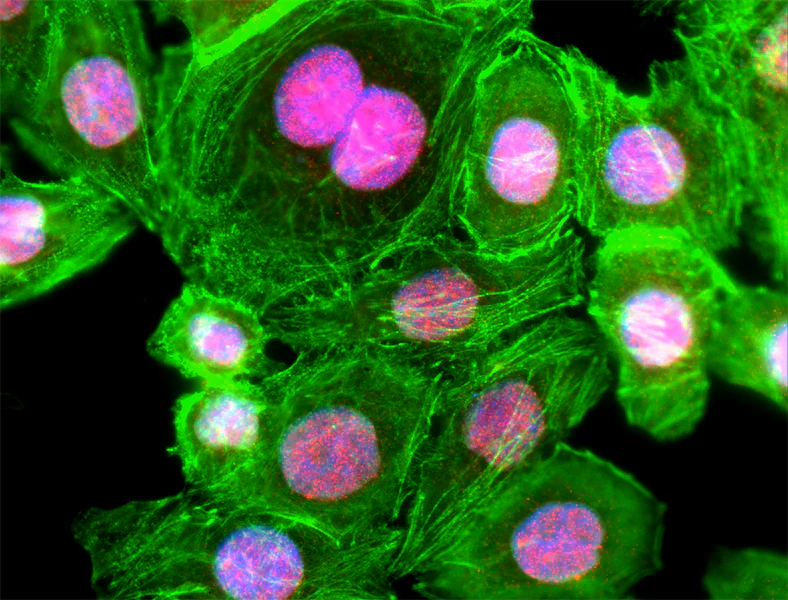 Alexa Fluor® 594 Donkey anti-rabbit IgG (min. x-reactivity)