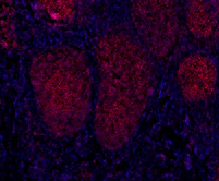 Alexa Fluor® 594 Goat anti-mouse IgG (minimal x-reactivity) - Image 2