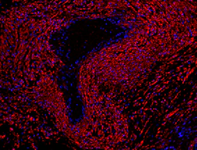 Alexa Fluor® 594 Goat anti-mouse IgG (minimal x-reactivity) - Image 3