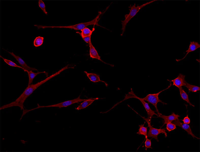 Alexa Fluor® 594 Goat anti-rat IgG (minimal x-reactivity)