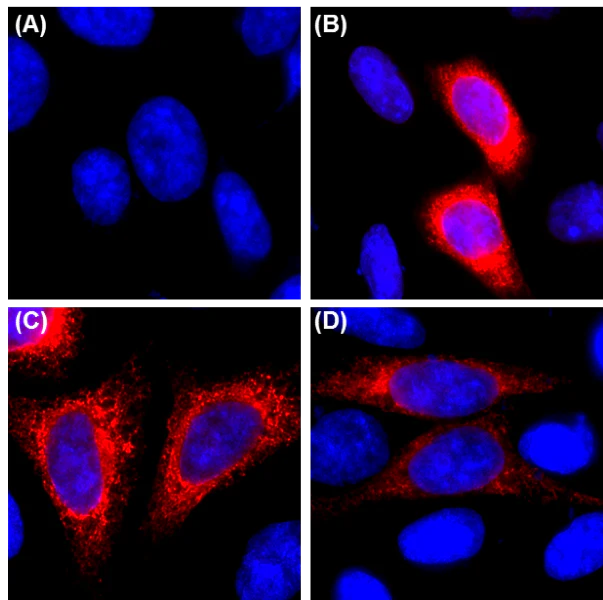 Alexa Fluor® 647 anti-6-His Epitope Tag