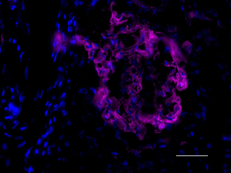 Alexa Fluor® 647 anti-CD49C (Integrin α3)