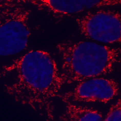 Alexa Fluor® 647 anti-Cytochrome c - Image 2