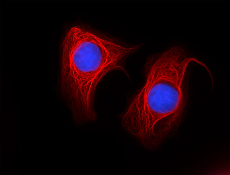 Alexa Fluor® 647 anti-Cytokeratin 18