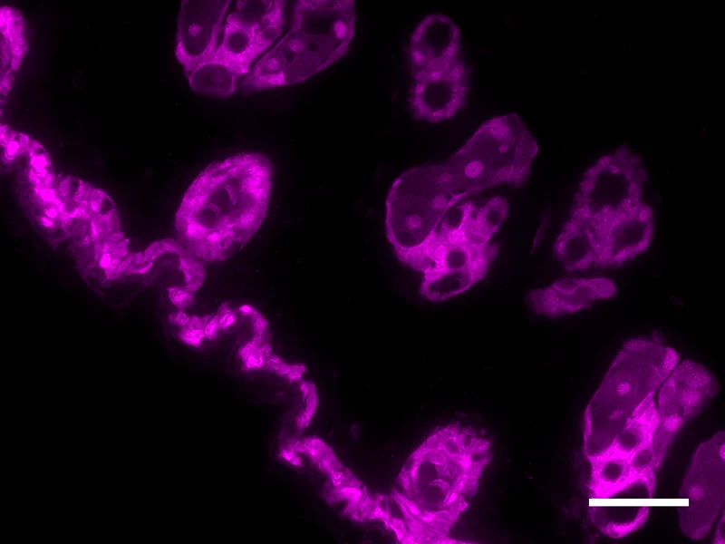 Alexa Fluor® 647 anti-Galectin-7 - Image 2