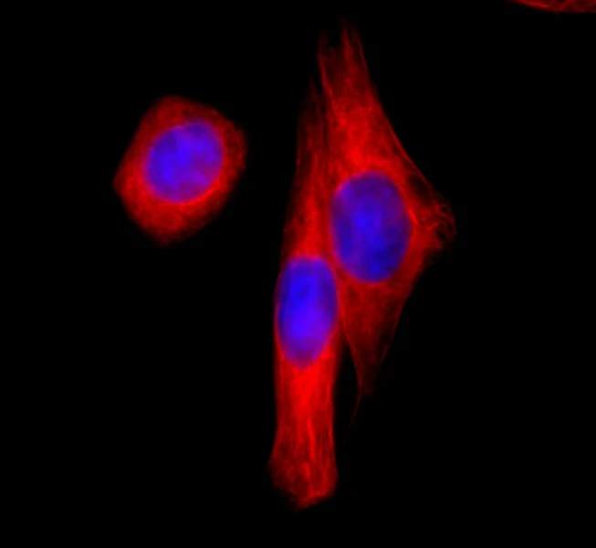 Alexa Fluor® 647 anti-HA.11 Epitope Tag - Image 2