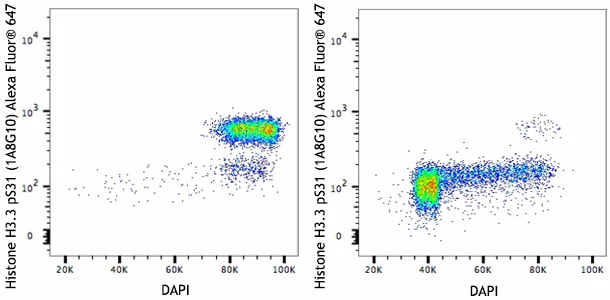 Alexa Fluor® 647 anti-Histone H3.3 Phospho (Ser31) - Image 2