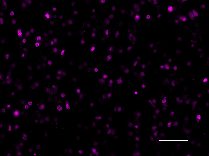 Alexa Fluor® 647 anti-Histone H3 (C-terminus)