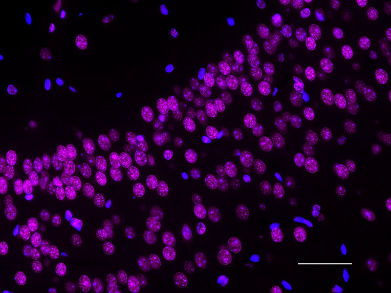 Alexa Fluor® 647 anti-Histone H3 (C-terminus) - Image 2