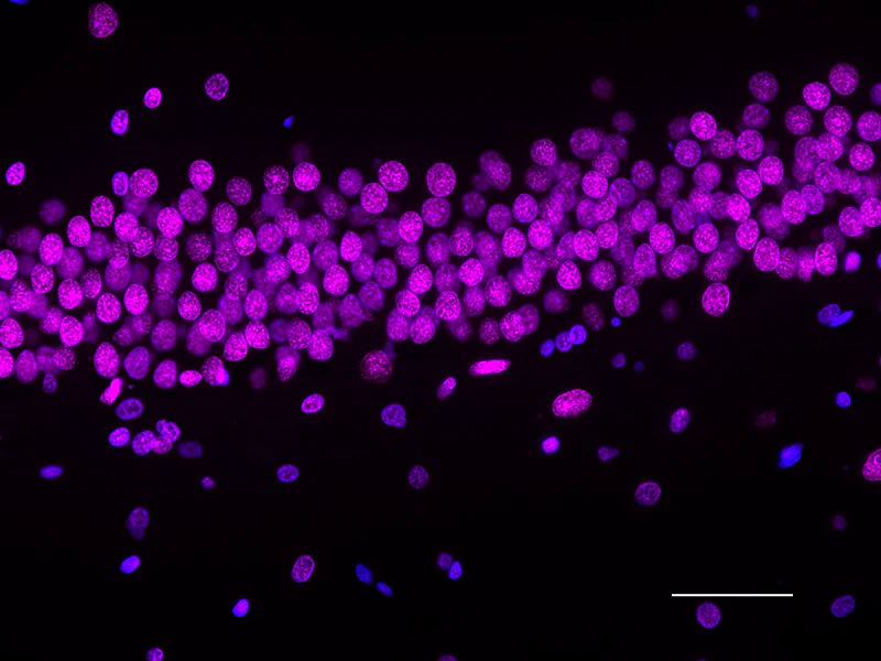 Alexa Fluor® 647 anti-Histone H3 (C-terminus) - Image 3