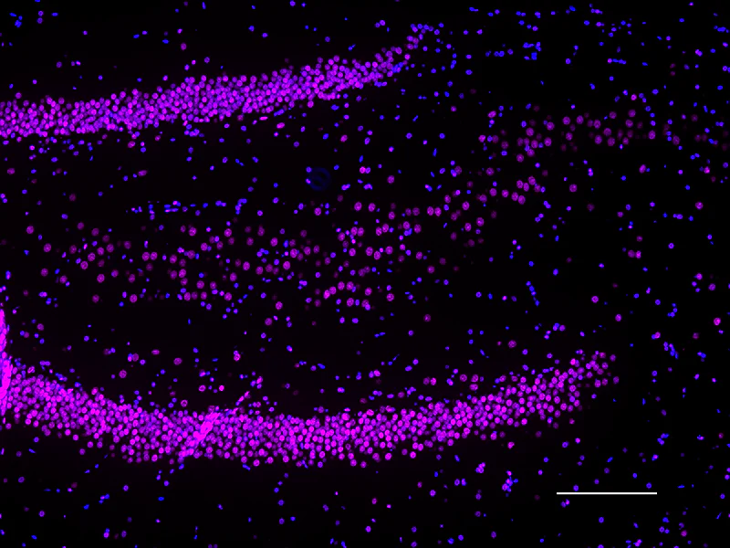 Alexa Fluor® 647 anti-Histone H3 (C-terminus) - Image 4