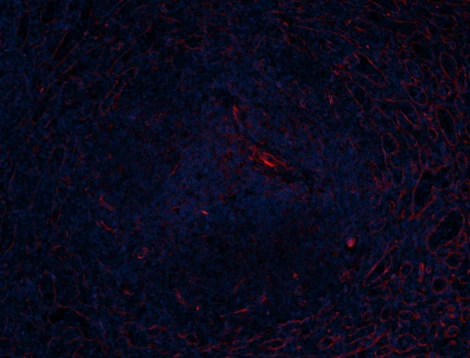 Alexa Fluor® 647 anti-human ACE2 - Image 3
