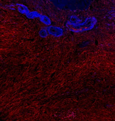 Alexa Fluor® 647 anti-human Cadherin 11
