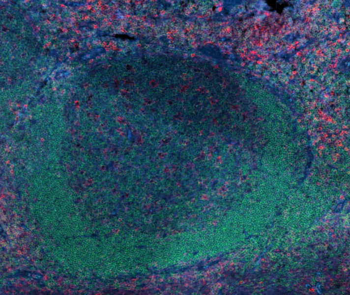 Alexa Fluor® 647 anti-human CD162 - Image 2