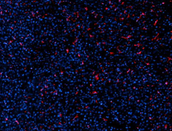 Alexa Fluor® 647 anti-human CD163 Recombinant - Image 2