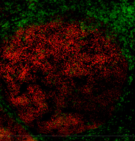 Alexa Fluor® 647 anti-human CD19 - Image 2