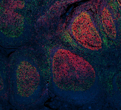 Alexa Fluor® 647 anti-human CD19