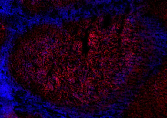 Alexa Fluor® 647 anti-human CD19 - Image 2