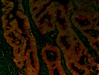Alexa Fluor® 647 anti-human CD44 - Image 2